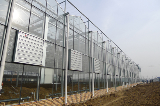玻璃連棟智能溫室 玻璃連棟智能溫室