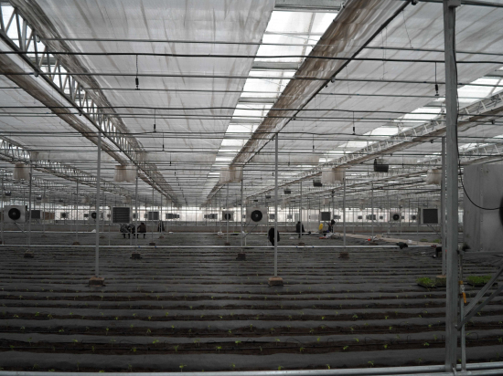 玻璃連棟智能溫室 玻璃連棟智能溫室