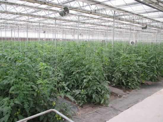 玻璃智能溫室 玻璃智能溫室