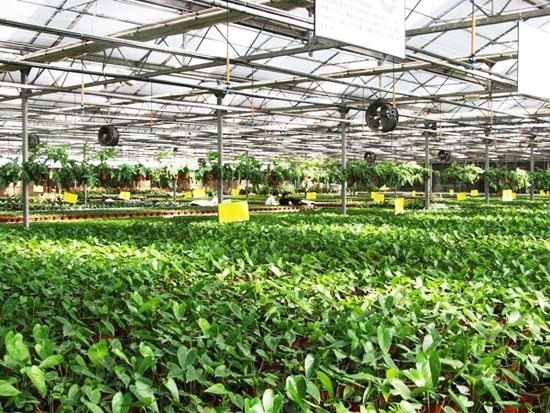 陽光板智能溫室 陽光板智能溫室