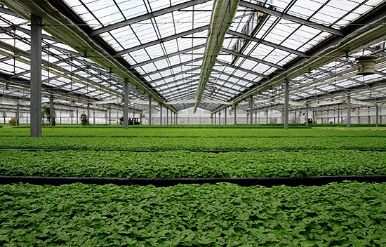 陽光板智能溫室 陽光板智能溫室