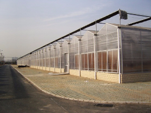 陽(yáng)光板連棟溫室