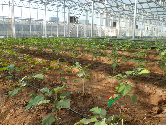 陽光板智能溫室