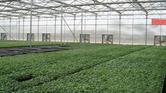 陽光板智能溫室 陽光板智能溫室