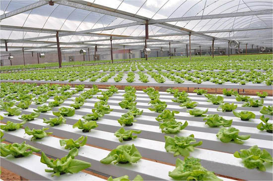 雙膜連棟智能溫室 雙膜連棟智能溫室