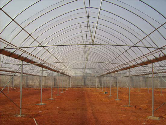 簡易連棟溫室 簡易連棟溫室