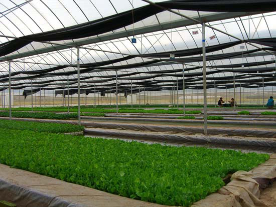 簡易連棟溫室 簡易連棟溫室