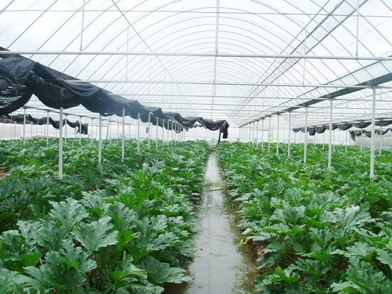 簡易連棟溫室 簡易連棟溫室