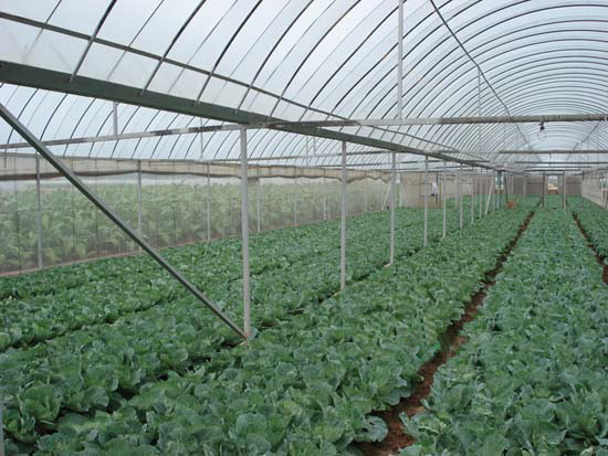 簡易連棟溫室 簡易連棟溫室