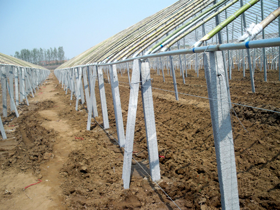 大跨度立柱式拱棚溫室 大跨度立柱式拱棚溫室
