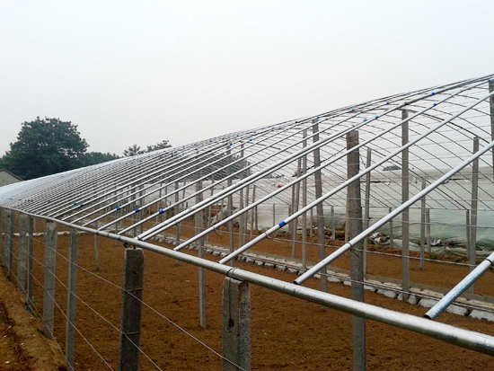 大跨度立柱式拱棚溫室 大跨度立柱式拱棚溫室