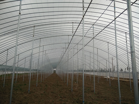 大跨度立柱式拱棚溫室 大跨度立柱式拱棚溫室