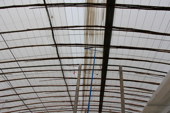 大跨度立柱式拱棚溫室 大跨度立柱式拱棚溫室