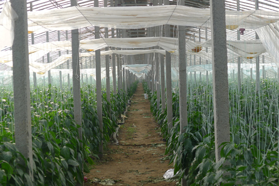 大跨度立柱式拱棚溫室 大跨度立柱式拱棚溫室
