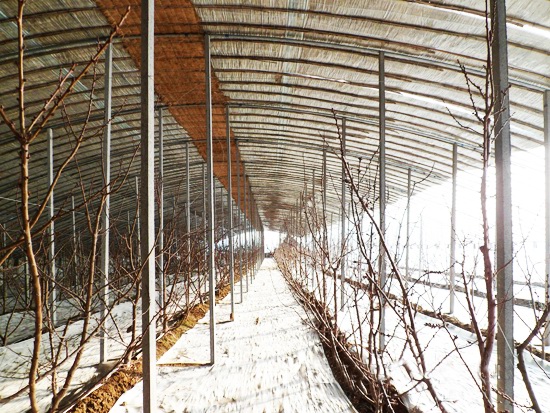 冬暖式拱型溫室 冬暖式拱型溫室