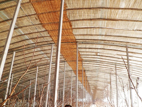 冬暖式拱型溫室 冬暖式拱型溫室