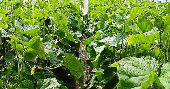 弧形式土墻體日光溫室 弧形式土墻體日光溫室