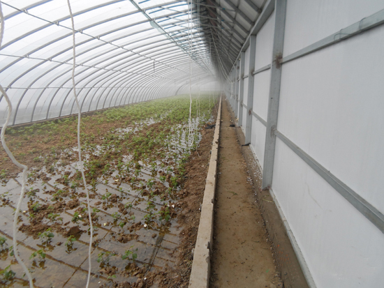 新型日光溫室 新型日光溫室