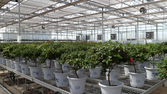 山東淄博古齊生態(tài)園（陽(yáng)光板智能連棟溫室）