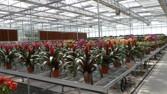 山東淄博古齊生態(tài)園（陽(yáng)光板智能連棟溫室）