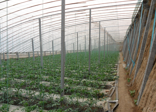 土墻體冬暖日光溫室 土墻體冬暖日光溫室