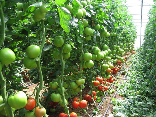 土墻體冬暖日光溫室 土墻體冬暖日光溫室