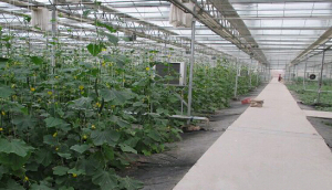 蔬菜大棚介紹及蔬菜大棚給種植戶帶來的好處 蔬菜大棚介紹及蔬菜大棚給種植戶帶來的好處