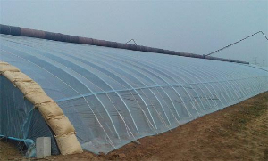 溫室工程冬天的病原處理 溫室工程冬天的病原處理